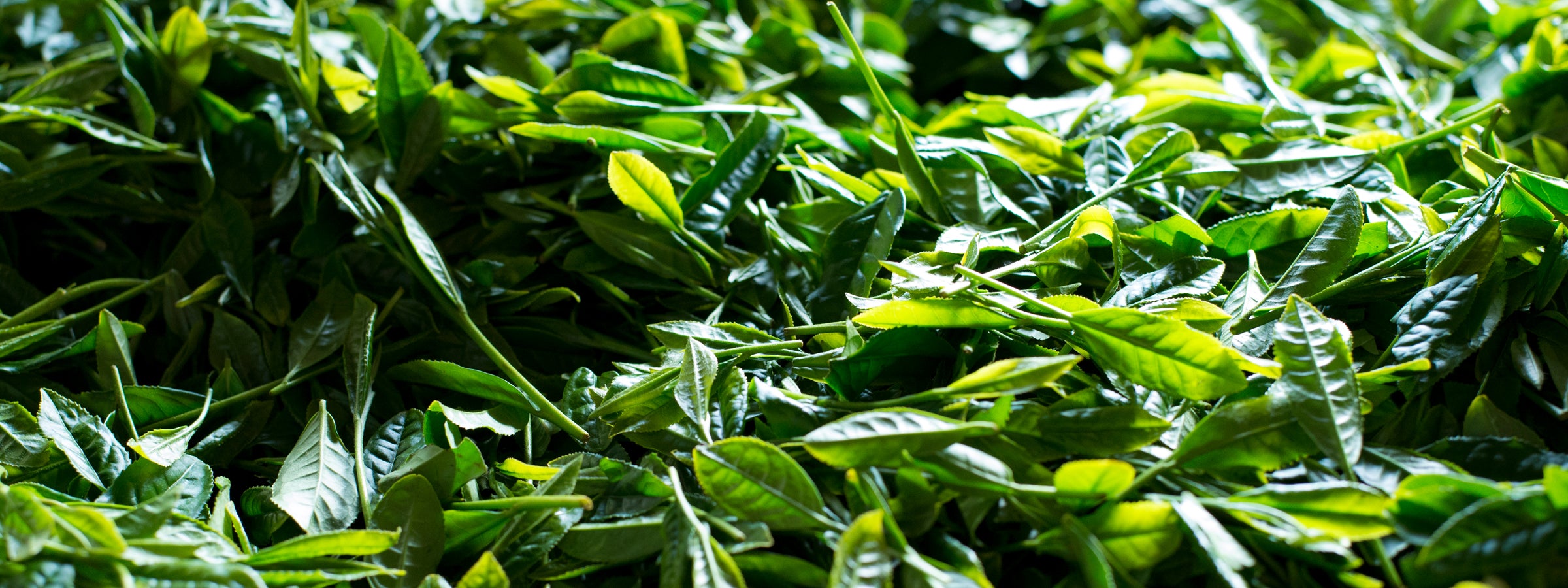 熊本県上益城郡のお茶の富澤。｜日本茶専門店｜茶を以って和を成す