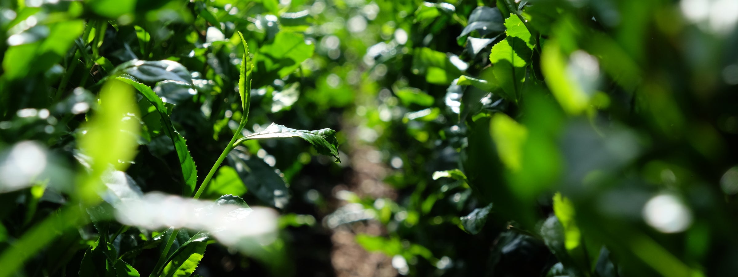 熊本県上益城郡のお茶の富澤。｜日本茶専門店｜茶を以って和を成す